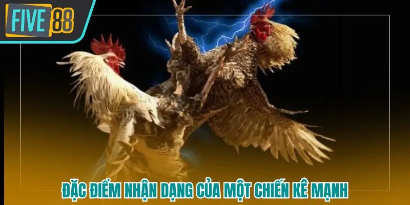 Một chiến kê mạnh tại đá gà WS168 five88 thường có những đặc điểm như trên